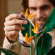 LEGO Creator Expert Bird of Paradise 1173 pieces (10289) LEGO Creator Expert Bird of Paradise 1173 pieces (10289)
