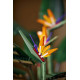 LEGO Creator Expert Bird of Paradise 1173 pieces (10289) LEGO Creator Expert Bird of Paradise 1173 pieces (10289)