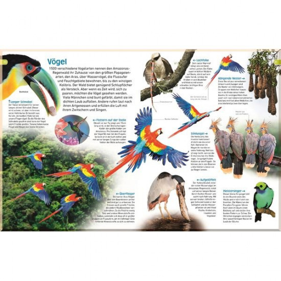 Dorling Kindersley Verlag memo Wissen entdecken: Regenwald. Dorling Kindersley Verlag. ISBN:9783831041381 Dorling Kindersley Verlag memo Wissen entdecken: Regenwald. Dorling Kindersley Verlag. ISBN:9783831041381