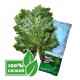 Canadian oak broom for bath – fresh frozen Canadian oak broom for bath – fresh frozen