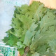 Canadian oak broom for bath – fresh frozen Canadian oak broom for bath – fresh frozen