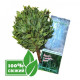 Birch broom for bath – fresh frozen Birch broom for bath – fresh frozen