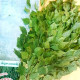 Birch broom for bath – fresh frozen Birch broom for bath – fresh frozen