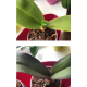 JAROS is a fertilizer that restores plants and soil in an ecological way Absolutely ecological, without chemical reagents and harmful radiation JAROS is a fertilizer that restores plants and soil in an ecological way Absolutely ecological, without chemical reagents and harmful radiation