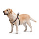 Collar (Коллар) WAUDOG Nylon - Шлей для собак анатомічний з малюнком Collar (Коллар) WAUDOG Nylon - Шлей для собак анатомічний з малюнком