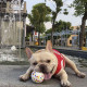M-Pets (М-Петс) Play Dog Bloom Ball Mixed color - М'яч Блум різнокольоровий для собак M-Pets (М-Петс) Play Dog Bloom Ball Mixed color - М'яч Блум різнокольоровий для собак