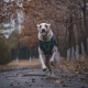 M-Pets (М-Петс) Play Dog Bloom Ball Mixed color - М'яч Блум різнокольоровий для собак M-Pets (М-Петс) Play Dog Bloom Ball Mixed color - М'яч Блум різнокольоровий для собак