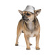 Pet Fashion (Pat Feshn) The Mood Party - Panama for dogs winter (gray) Pet Fashion (Pat Feshn) The Mood Party - Panama for dogs winter (gray)