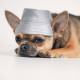 Pet Fashion (Pat Feshn) The Mood Party - Panama for dogs winter (gray) Pet Fashion (Pat Feshn) The Mood Party - Panama for dogs winter (gray)