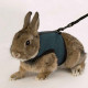 Ferplast of Jogging Extra Large - A breast-band with a lead for cats and rabbits Ferplast of Jogging Extra Large - A breast-band with a lead for cats and rabbits