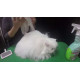 Espree (Эспри) Clean-Cat Waterless Bath - Спрей с алоэ вера для экспресс чистки кожи и шерсти котов Espree (Эспри) Clean-Cat Waterless Bath - Спрей с алоэ вера для экспресс чистки кожи и шерсти котов
