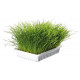 Тrixie (Трикси) Soft Grass - Трава для котят и взрослых котов Тrixie (Трикси) Soft Grass - Трава для котят и взрослых котов