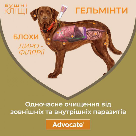 Advocate by Bayer Animal - Antiparasitic drops for dogs from fleas, louses, pincers, helminths (1 pipette) Advocate by Bayer Animal - Antiparasitic drops for dogs from fleas, louses, pincers, helminths (1 pipette)