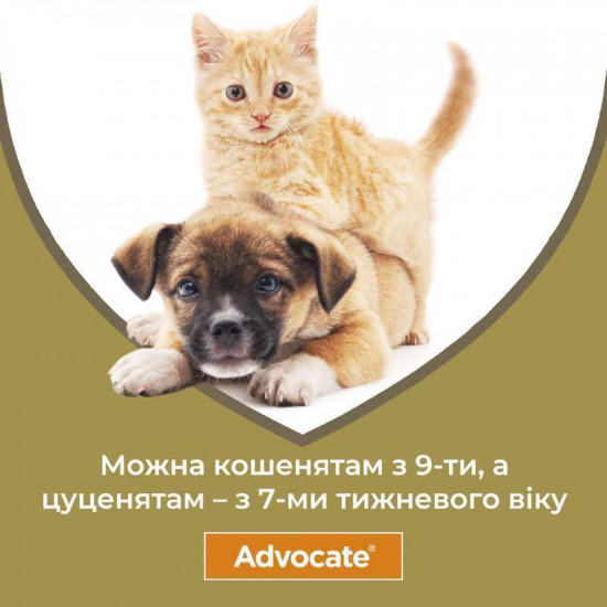 Advocate by Bayer Animal - Antiparasitic drops for dogs from fleas, louses, pincers, helminths (1 pipette) Advocate by Bayer Animal - Antiparasitic drops for dogs from fleas, louses, pincers, helminths (1 pipette)