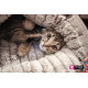 Ferplast of TUFLI - A sleeping lodge pocket for cats with a toy Ferplast of TUFLI - A sleeping lodge pocket for cats with a toy