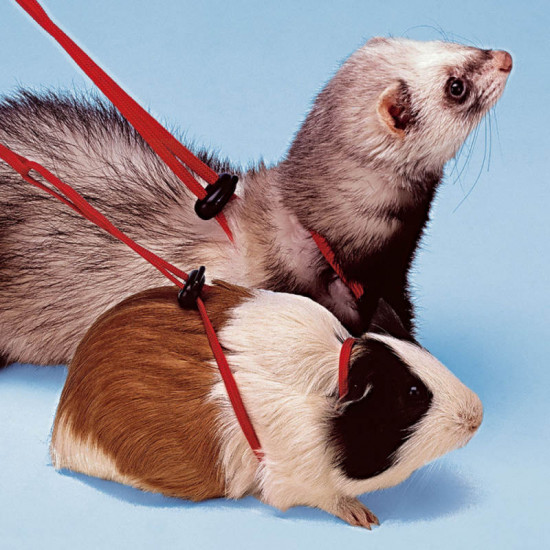 Ferplast of NY Harness Red - An adjustable breast-band for rodents Ferplast of NY Harness Red - An adjustable breast-band for rodents