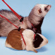 Ferplast of NY Harness Red - An adjustable breast-band for rodents Ferplast of NY Harness Red - An adjustable breast-band for rodents