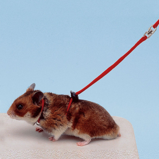 Ferplast of NY Harness Red - An adjustable breast-band for rodents Ferplast of NY Harness Red - An adjustable breast-band for rodents