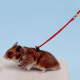 Ferplast of NY Harness Red - An adjustable breast-band for rodents Ferplast of NY Harness Red - An adjustable breast-band for rodents