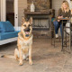 PetSafe Smart Dog Trainer - An electronic collar for all dogs with management from the smartphone PetSafe Smart Dog Trainer - An electronic collar for all dogs with management from the smartphone