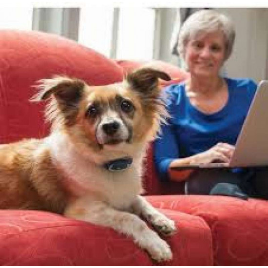 PetSafe Standard Remote Trainer-the Electronic collar for dogs of small and medium breeds PetSafe Standard Remote Trainer-the Electronic collar for dogs of small and medium breeds