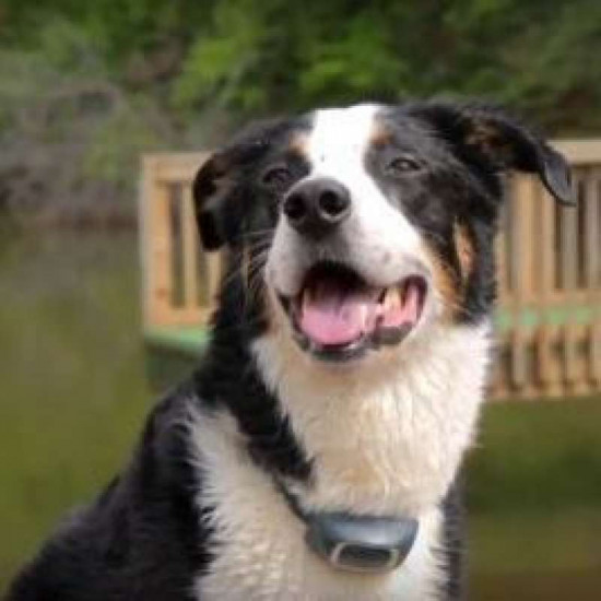 PetSafe Standard Remote Trainer-the Electronic collar for dogs of small and medium breeds PetSafe Standard Remote Trainer-the Electronic collar for dogs of small and medium breeds