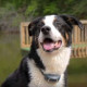 PetSafe Standard Remote Trainer-the Electronic collar for dogs of small and medium breeds PetSafe Standard Remote Trainer-the Electronic collar for dogs of small and medium breeds