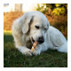 8in1 Triple Flavor Rolls Dog Treats Triple Flavor Rolls 8in1 Triple Flavor Rolls Dog Treats Triple Flavor Rolls
