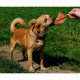 8in1 Triple Flavor Wings Dog Treats Triple Flavor Wings 8in1 Triple Flavor Wings Dog Treats Triple Flavor Wings