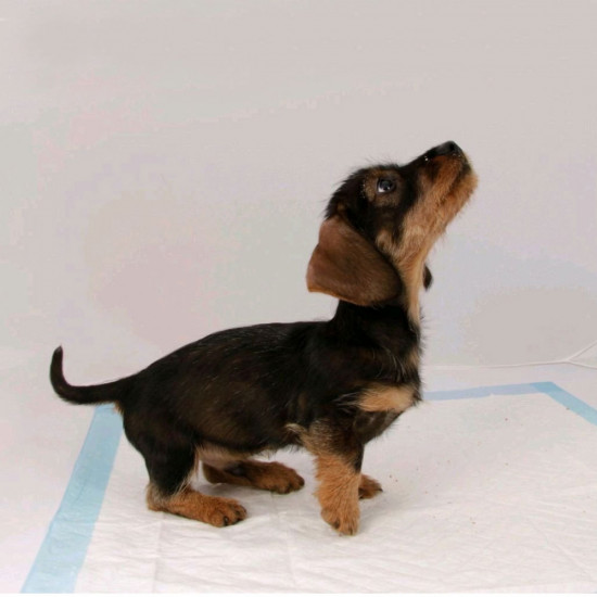 Beaphar Puppy Pads Пелюшки для цуценят (60х60 см) Beaphar Puppy Pads Пелюшки для цуценят (60х60 см)