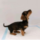 Beaphar Puppy Pads Пелюшки для цуценят (60х60 см) Beaphar Puppy Pads Пелюшки для цуценят (60х60 см)